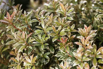 Pieris japonica 'Little Heath' (Rotsheide 'Little Heath') - afbeelding 10