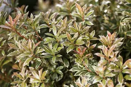 Pieris japonica 'Little Heath' (Rotsheide 'Little Heath') - afbeelding 10
