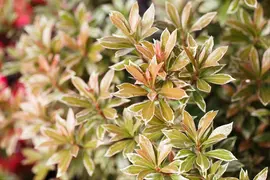 Pieris japonica 'Little Heath' (Rotsheide 'Little Heath') - afbeelding 11