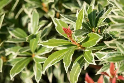 Pieris japonica 'Little Heath' (Rotsheide 'Little Heath') - afbeelding 15