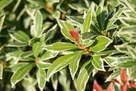 Pieris japonica 'Little Heath' (Rotsheide 'Little Heath') - afbeelding 15
