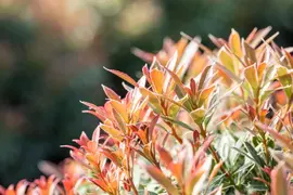 Pieris japonica 'Little Heath' (Rotsheide 'Little Heath') - afbeelding 16
