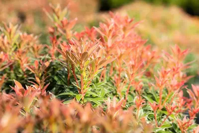 Pieris japonica 'Little Heath' (Rotsheide 'Little Heath') - afbeelding 17