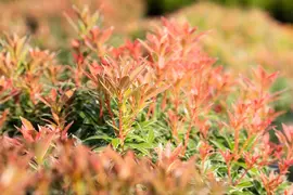 Pieris japonica 'Little Heath' (Rotsheide 'Little Heath') - afbeelding 17