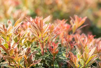 Pieris japonica 'Little Heath' (Rotsheide 'Little Heath') - afbeelding 18