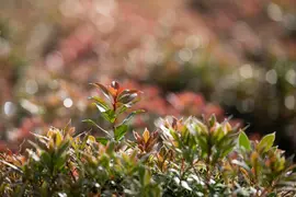 Pieris japonica 'Little Heath' (Rotsheide 'Little Heath') - afbeelding 19