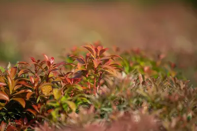 Pieris japonica 'Little Heath' (Rotsheide 'Little Heath') - afbeelding 20