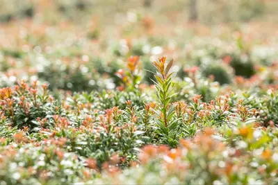 Pieris japonica 'Little Heath' (Rotsheide 'Little Heath') - afbeelding 21
