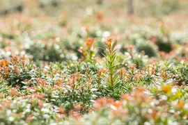 Pieris japonica 'Little Heath' (Rotsheide 'Little Heath') - afbeelding 21