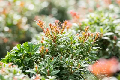 Pieris japonica 'Little Heath' (Rotsheide 'Little Heath') - afbeelding 22