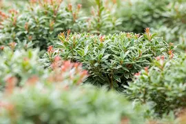 Pieris japonica 'Little Heath' (Rotsheide 'Little Heath') - afbeelding 23