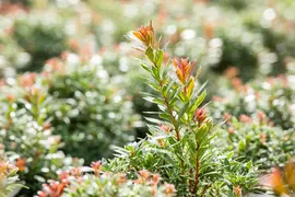 Pieris japonica 'Little Heath' (Rotsheide 'Little Heath') - afbeelding 24