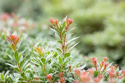Pieris japonica 'Little Heath' (Rotsheide 'Little Heath') - afbeelding 25