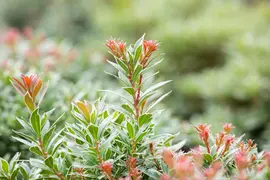 Pieris japonica 'Little Heath' (Rotsheide 'Little Heath') - afbeelding 25