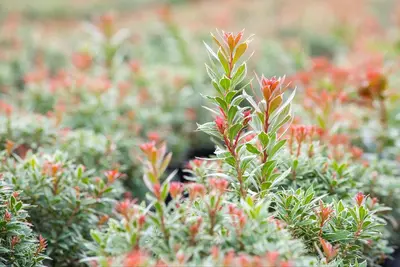 Pieris japonica 'Little Heath' (Rotsheide 'Little Heath') - afbeelding 26