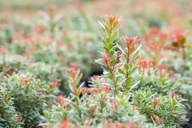 Pieris japonica 'Little Heath' (Rotsheide 'Little Heath') - afbeelding 26