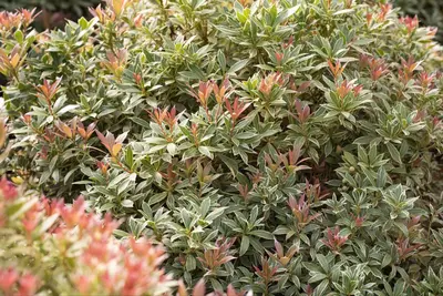 Pieris japonica 'Little Heath' (Rotsheide 'Little Heath') - afbeelding 27