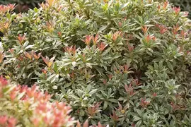 Pieris japonica 'Little Heath' (Rotsheide 'Little Heath') - afbeelding 27