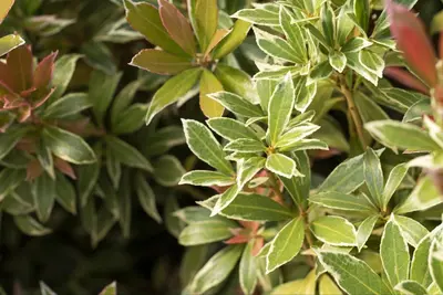 Pieris japonica 'Little Heath' (Rotsheide 'Little Heath') - afbeelding 28