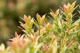 Pieris japonica 'Little Heath' (Rotsheide 'Little Heath') - afbeelding 29