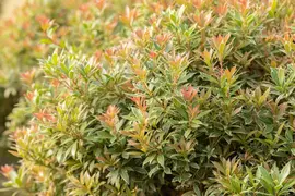 Pieris japonica 'Little Heath' (Rotsheide 'Little Heath') - afbeelding 30