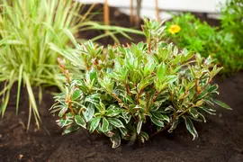 Pieris japonica 'Little Heath' (Rotsheide 'Little Heath') - afbeelding 31