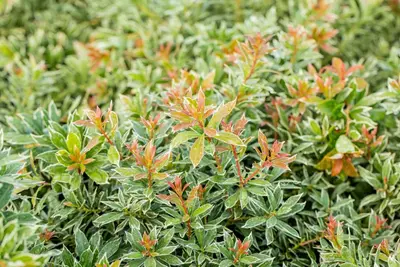 Pieris japonica 'Little Heath' (Rotsheide 'Little Heath') - afbeelding 32