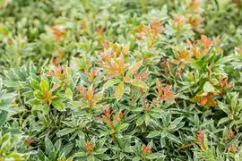 Pieris japonica 'Little Heath' (Rotsheide 'Little Heath') - afbeelding 32