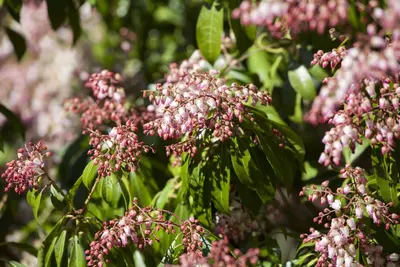 Pieris japonica 'Rosalinda' (Rotsheide 'Rosalinda') - afbeelding 1