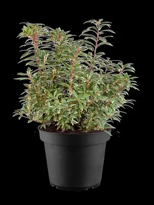 Pieris japonica 'Variegata' (Rotsheide 'Variegata') - afbeelding 3