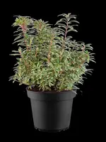 Pieris japonica 'Variegata' (Rotsheide 'Variegata') - afbeelding 3