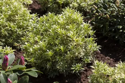 Pieris japonica 'Variegata' (Rotsheide 'Variegata') - afbeelding 1