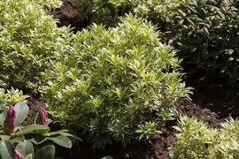 Pieris japonica 'Variegata' (Rotsheide 'Variegata') - afbeelding 1