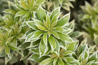 Pieris japonica 'Variegata' (Rotsheide 'Variegata') - afbeelding 2