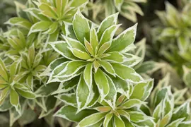 Pieris japonica 'Variegata' (Rotsheide 'Variegata') - afbeelding 2
