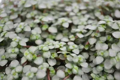 Pilea glaucophylla (Kanonplantje) 20cm - afbeelding 2