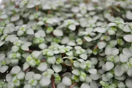 Pilea glaucophylla (Kanonplantje) 20cm - afbeelding 2