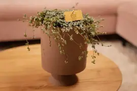 Pilea glaucophylla (Kanonplantje) 20cm - afbeelding 3