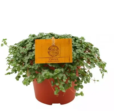Pilea glaucophylla (Kanonplantje) 20cm - afbeelding 1
