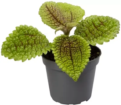 Pilea mollis 'Moon Valley' (Kanonplantje) 12cm - afbeelding 1