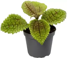 Pilea mollis 'Moon Valley' (Kanonplantje) 12cm - afbeelding 1