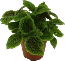 Pilea mollis 'Moon Valley' (Kanonplantje) 20cm - afbeelding 1