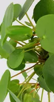 Pilea peperomioides (Pannenkoekplant) 20cm - afbeelding 2