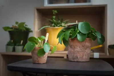 Pilea peperomioides (Pannenkoekplant) 20cm - afbeelding 3