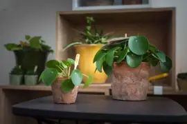 Pilea peperomioides (Pannenkoekplant) 20cm - afbeelding 3