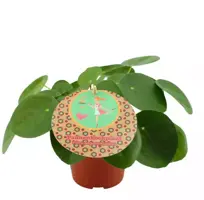 Pilea peperomioides (Pannenkoekplant) 20cm - afbeelding 1