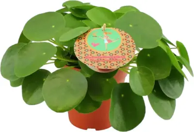 Pilea Peperomioides (Pannenkoekplant) 30cm - afbeelding 1