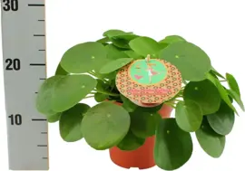 Pilea Peperomioides (Pannenkoekplant) 30cm - afbeelding 2