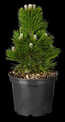 Pinus (Arve) - afbeelding 63