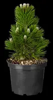 Pinus (Arve) - afbeelding 63